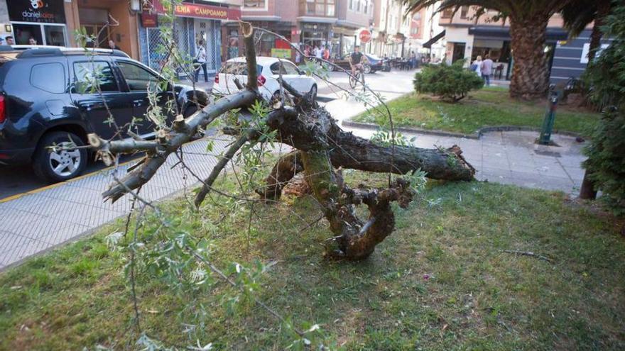 El árbol caído en &quot;los jardinillos&quot;, en El Entrego.