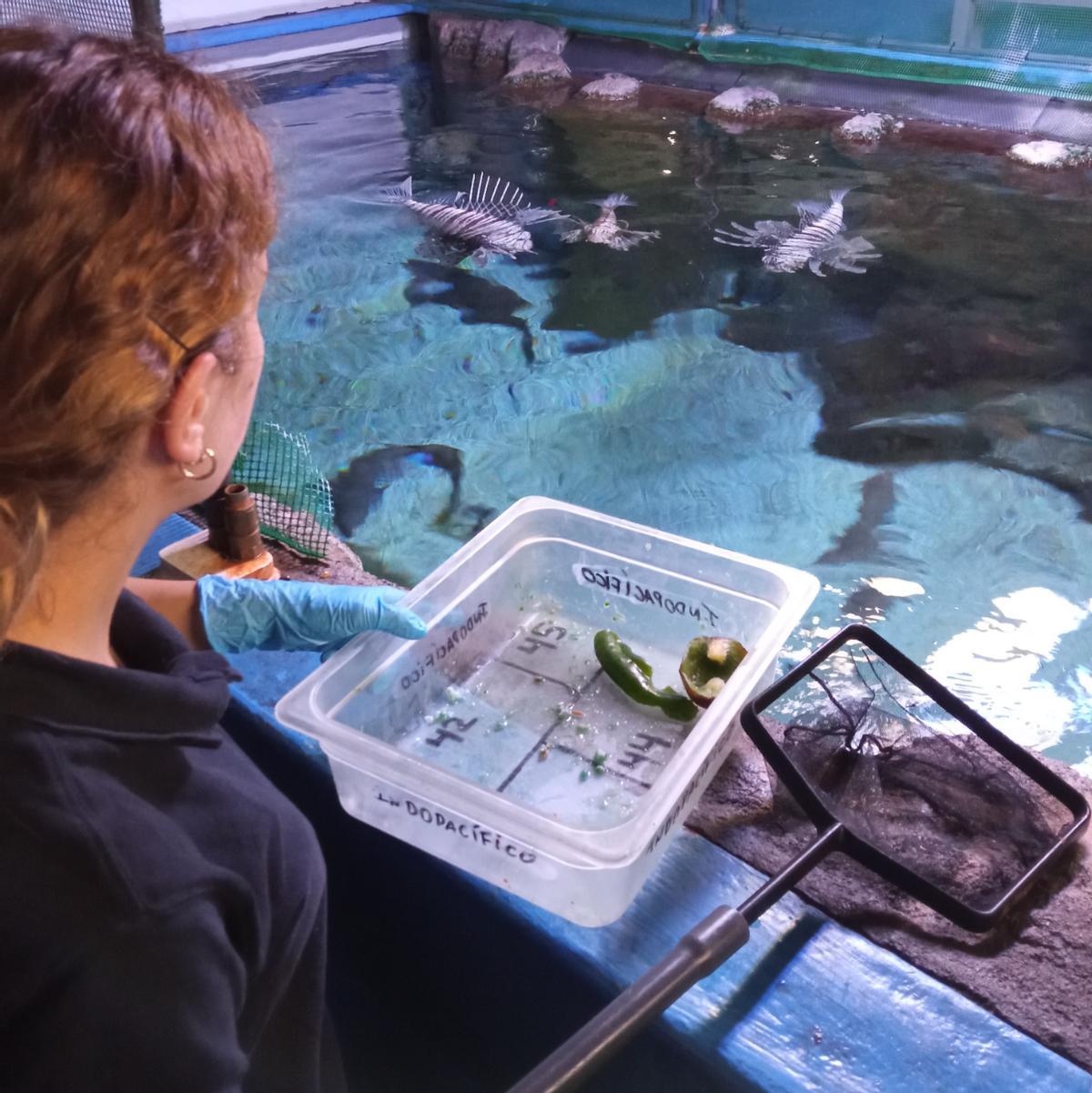 una de las acuaristas alimenta uno de los tanques con peces escorpión