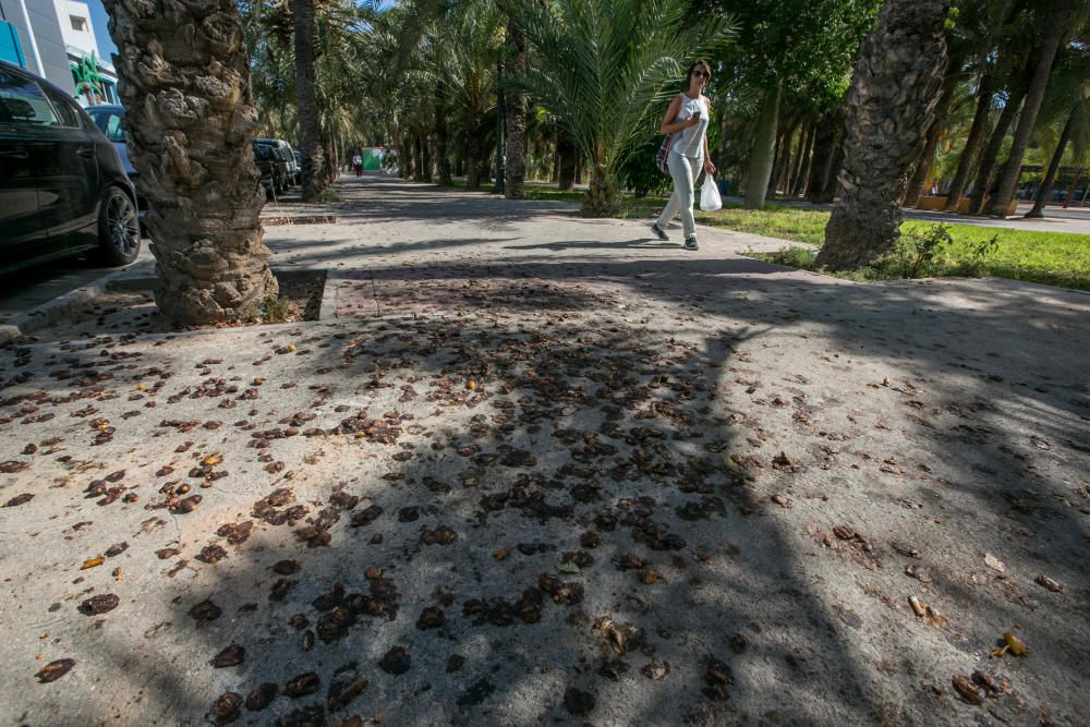 Suciedad en las calles de Elche por los dátiles