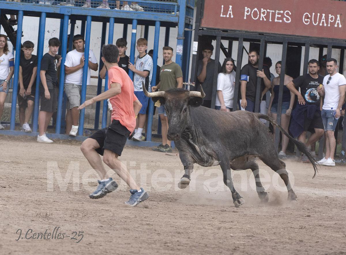 Bous a Les Alqueries 2025