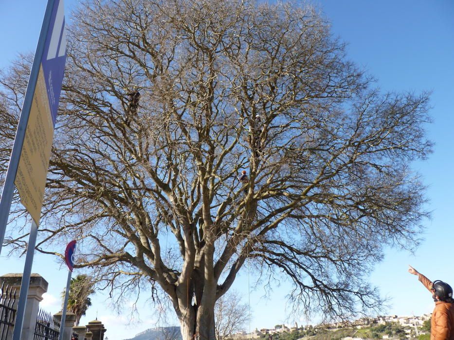 Podan el ´lledoner´ de Montuïri, catalogado como árbol singular de Balears