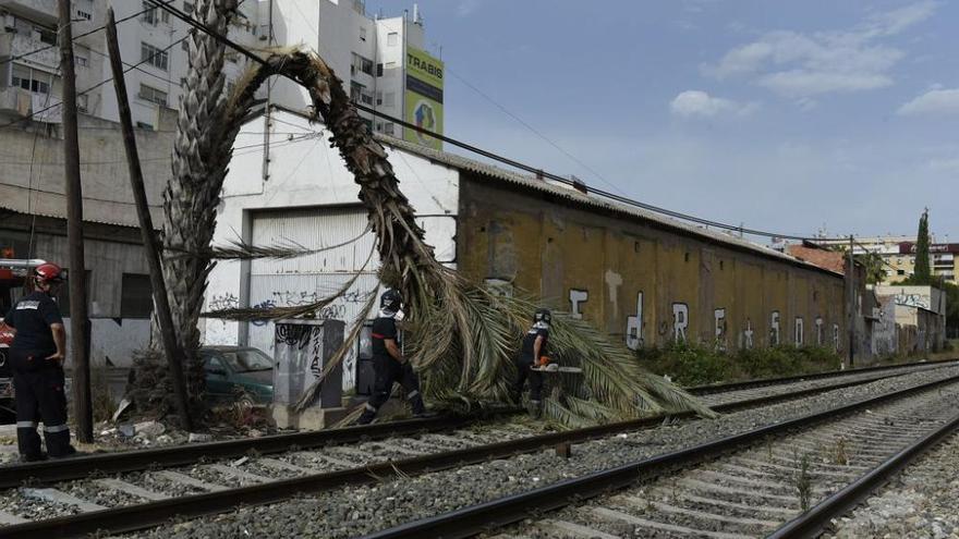 Susto en el barrio del Carmen al caer una palmera a las vías del tren