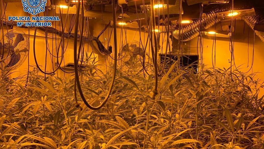Desmantelada en Las Quemadas una plantación con 85 kilos de marihuana