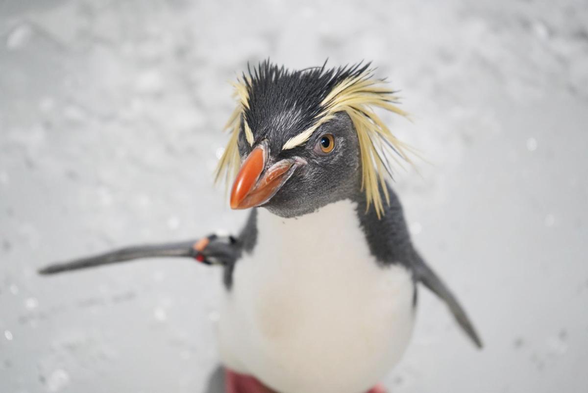 Uno de los pingüinos saltarrocas del Oceanogràfic.