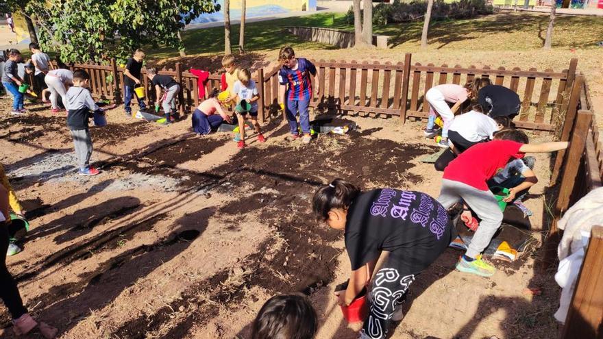 Projecte de l'Escola Monsenyor Gibert de Sant Fruitós amb la col verda manresana