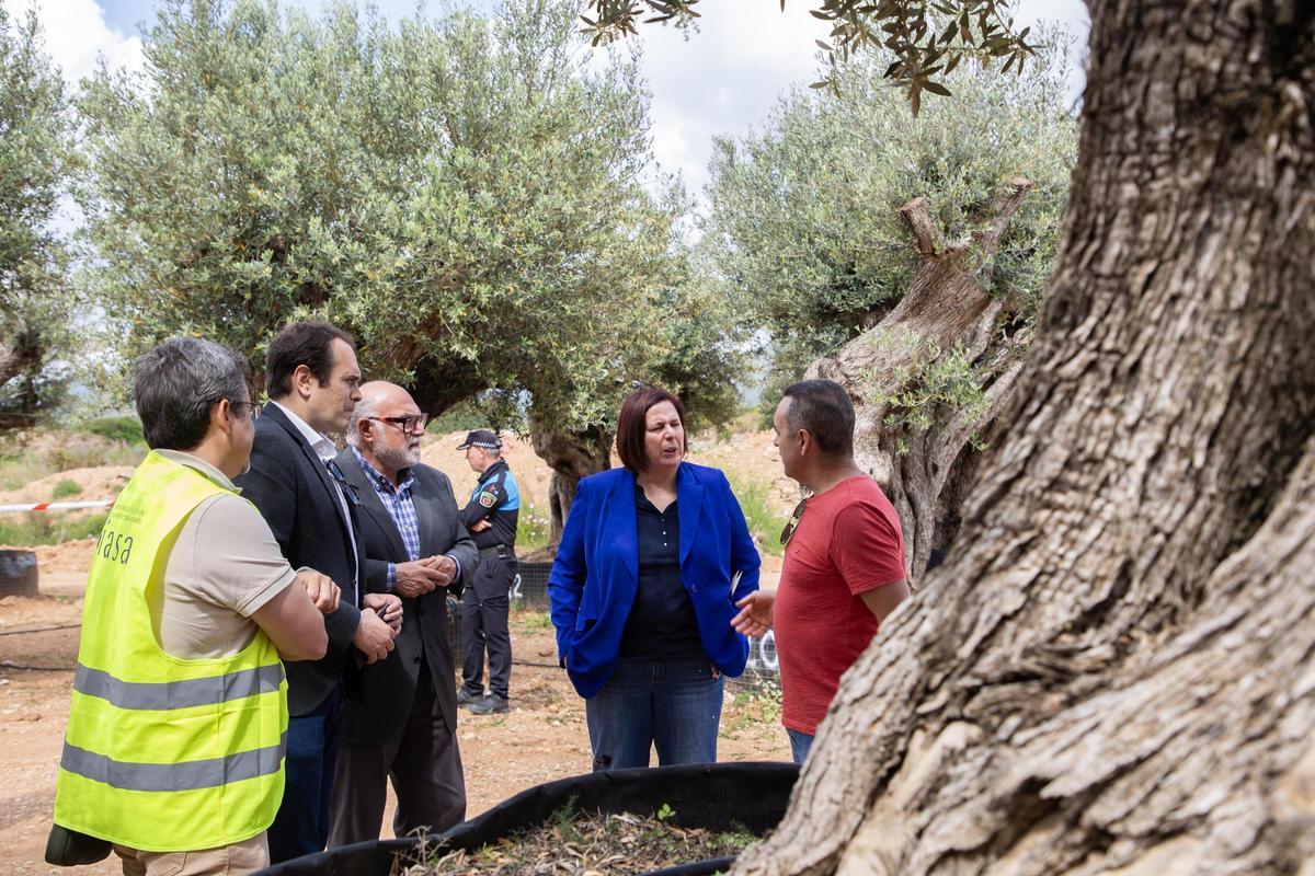 Visita de la Secretaria de Estado de Agricultura a una parcela de olivos de Viveros Checa.
