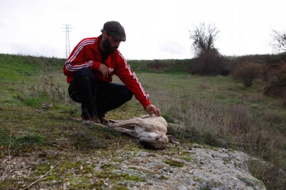 Un cazador mata dos galgos y amenaza al dueño