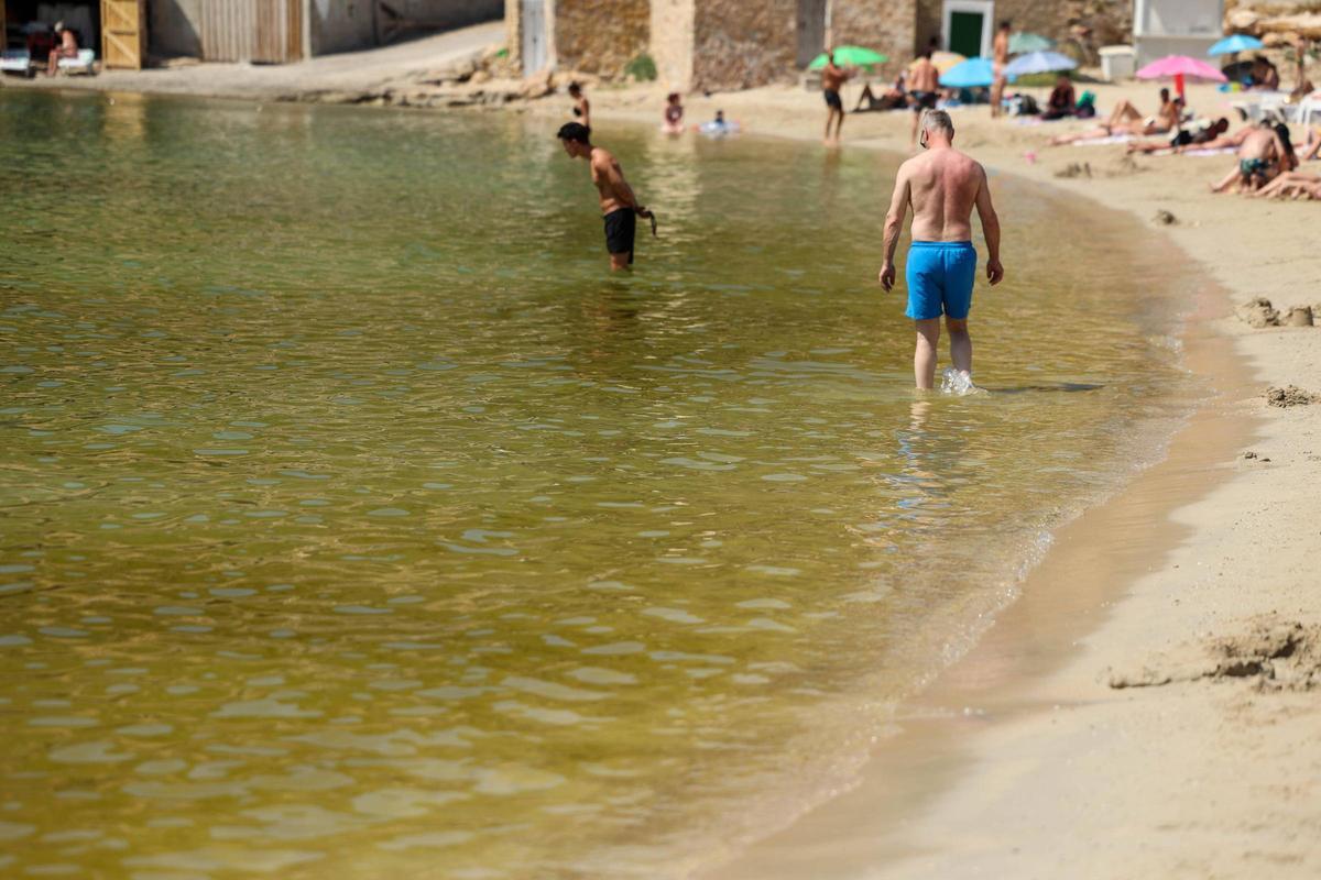 Menos ingresos en Cala Vedella y Cala Tarida por culpa de la mancha verde en el mar