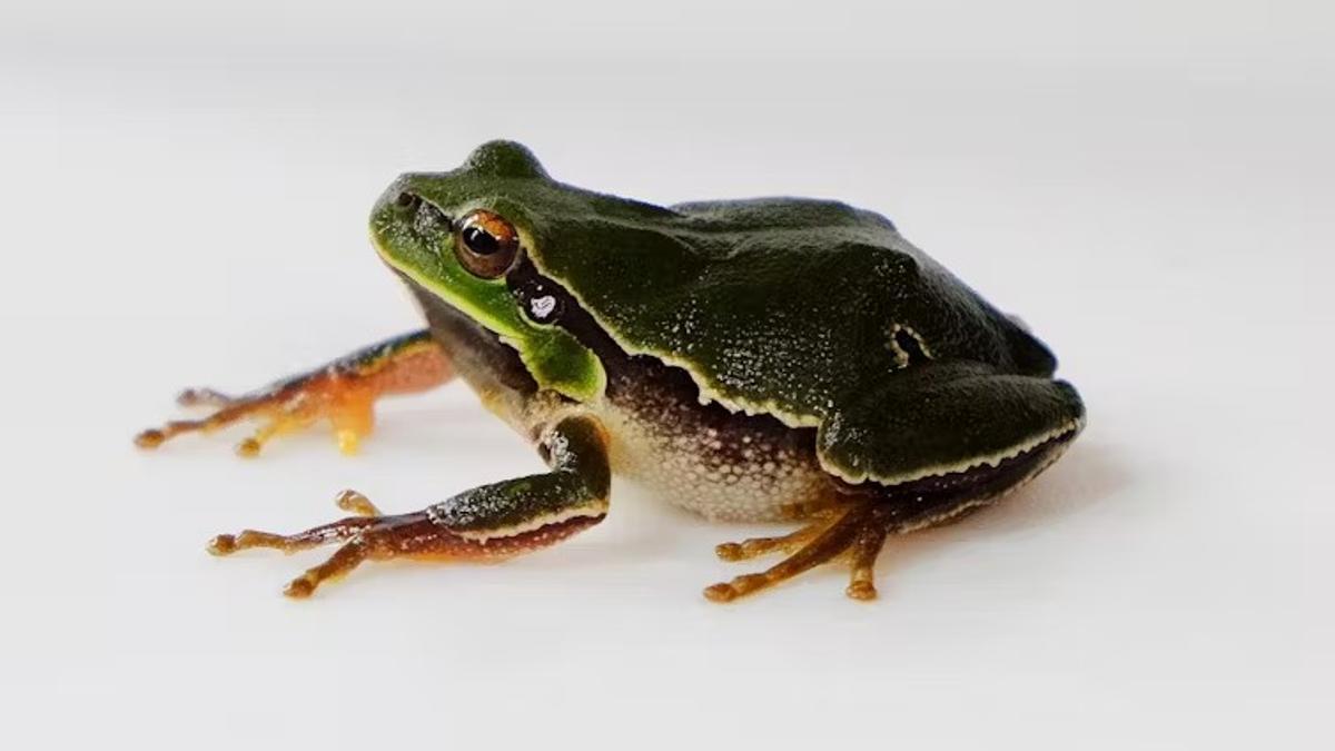 Macho de Rana de San Antonio oriental (Hyla orientalis) en nuestro laboratorio de Chernóbil (Ucrania). Mayo de 2019.