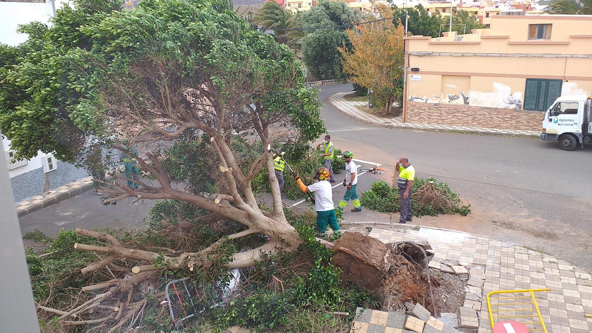 El fuerte viento derriba un árbol de grandes dimensiones en Agüimes