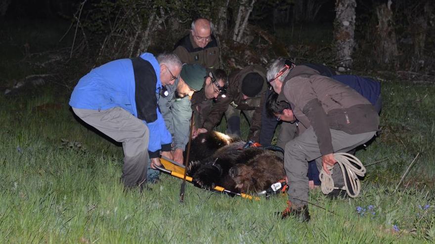 El equipo de rescate carga el oso herido.