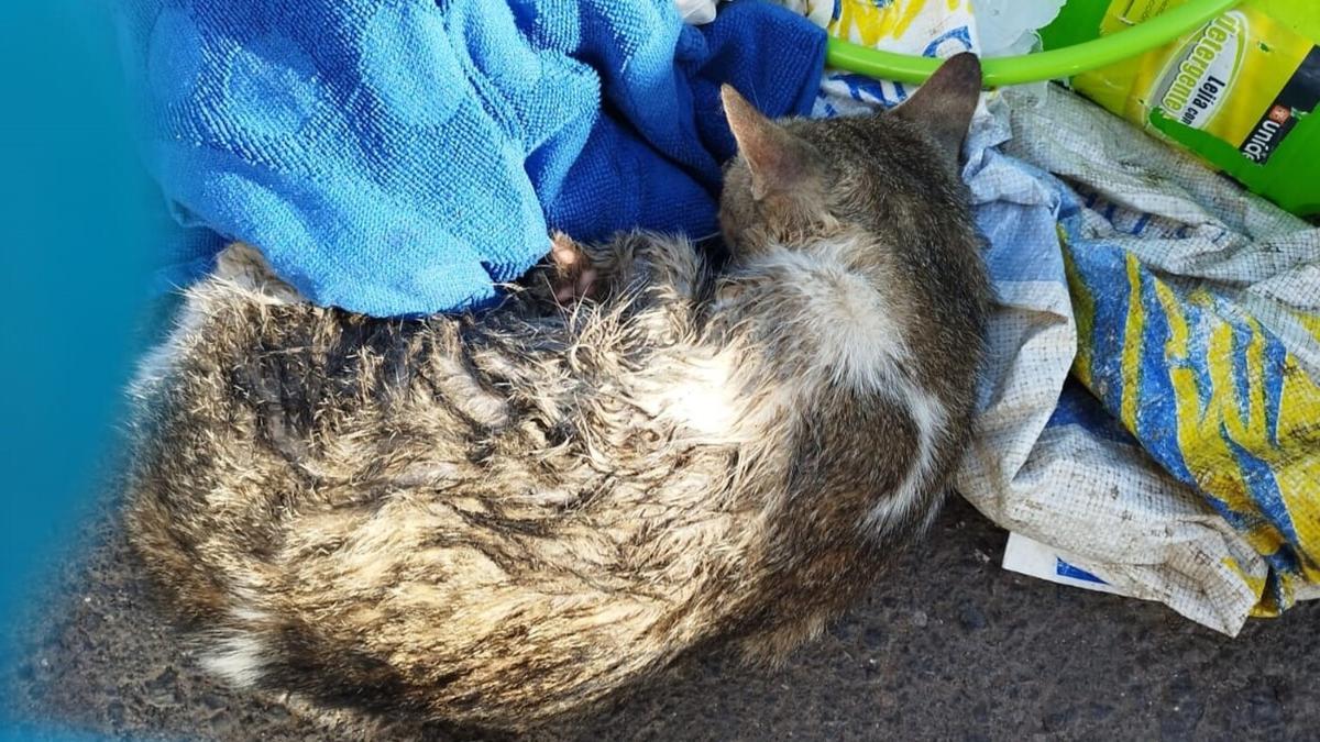 Denuncian el hallazgo de un gato agonizando en un contenedor de basura en Arrieta, en el municipio de Haría.