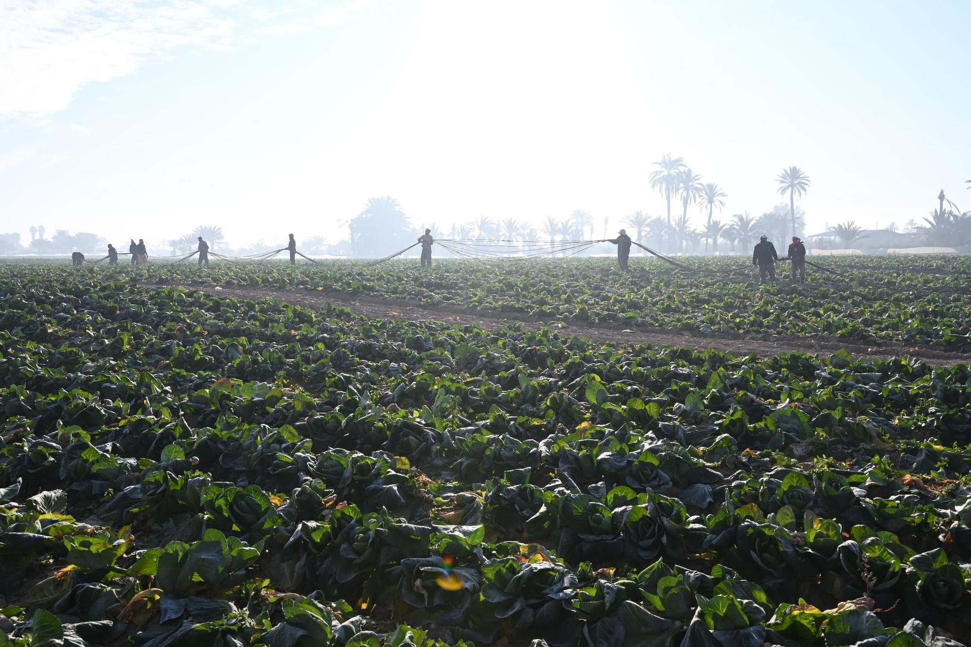Así han amanecido muchos cultivos de la Vega Baja y el Camp d'Elx: bajo la escarcha