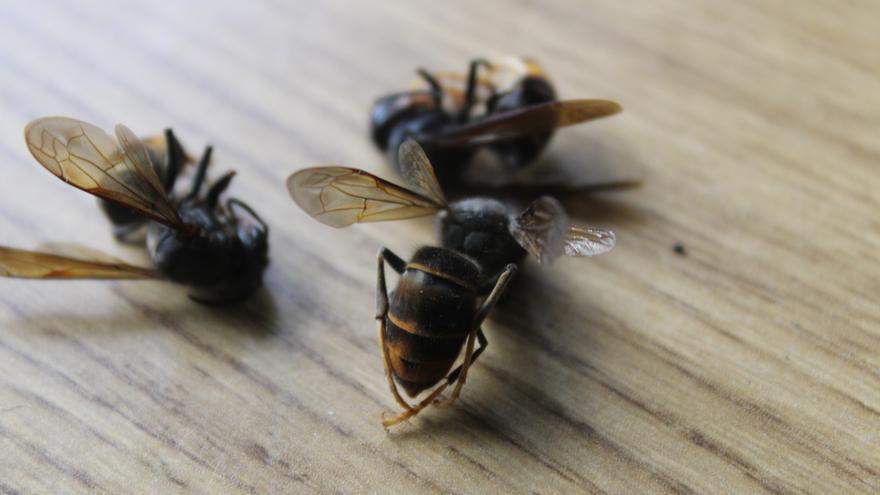 Detectan ejemplares de avispa asiática cerca de Villarejo de la Sierra