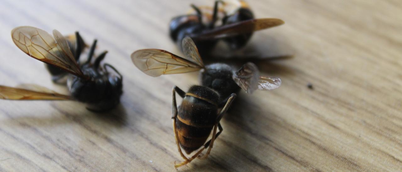 Ejemplares de avispa asiática (Vespa velutina) capturados en Villarejo de la Sierra.