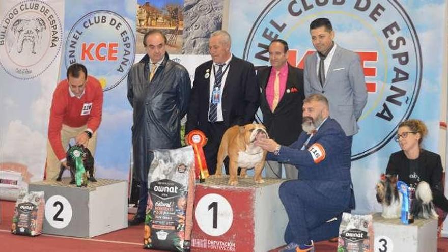 Un Bulldog Inglés, mejor perro de la Exposición Canina de Ponte Caldelas