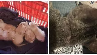 Alertan de la presencia de trampas para gatos en l'Alcúdia de Crespins