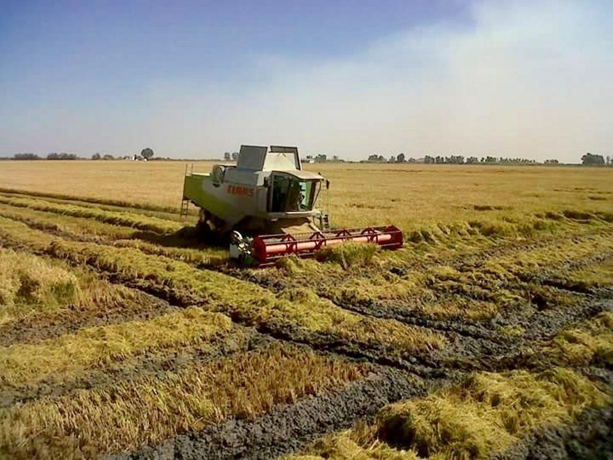 Máquina cosechadora en un campo cultivado de arroz.