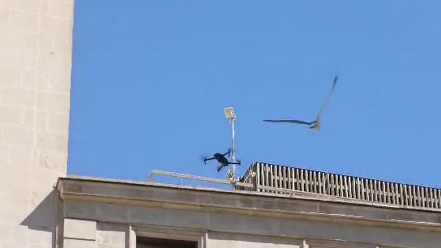 Una gaviota ataca al dron de la Policía Local en un acto en Alicante