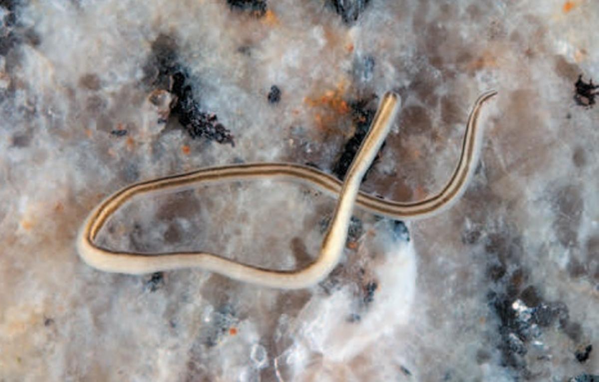 «Nemertopsis bivittata»