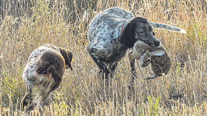 El bienestar de los perros de caza y la ley