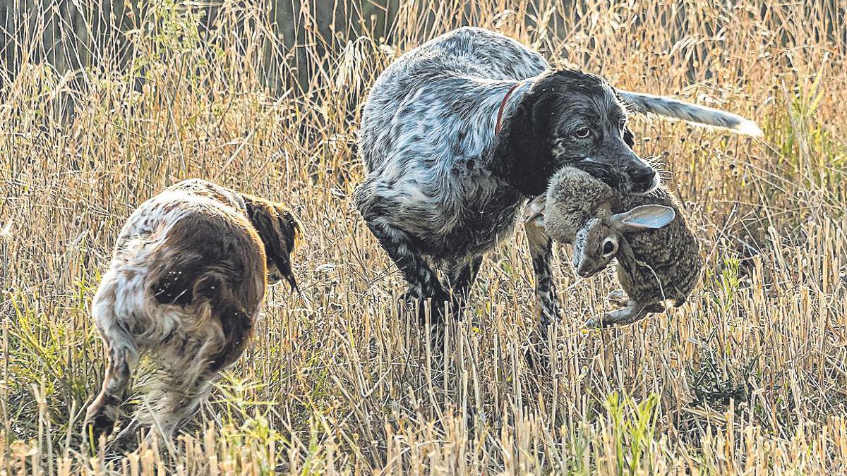 El bienestar de los perros de caza y la ley