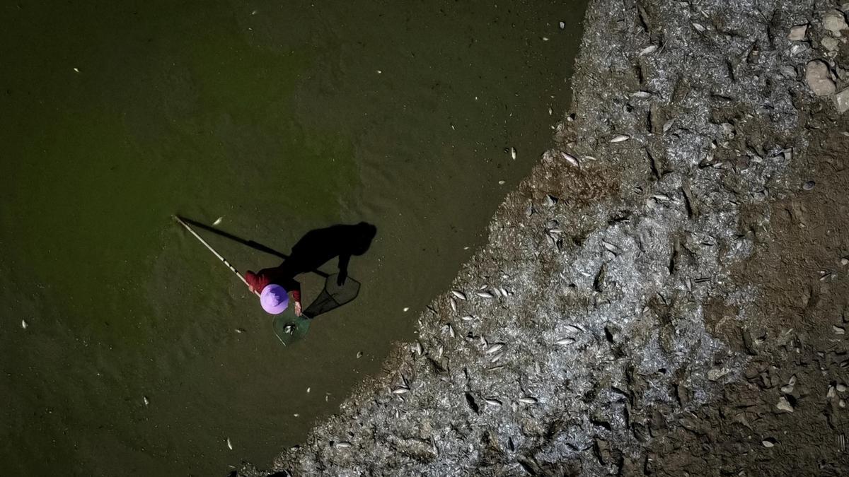 Una mujer recoge peces muertos de un lago contaminado, en el sur de China.