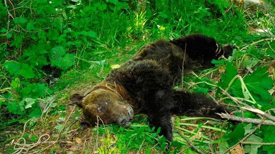 Hallado muerto un oso pardo en Villablino