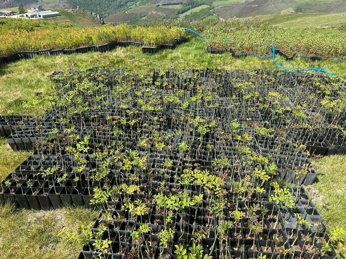 Los ejemplares listos para ser plantados.