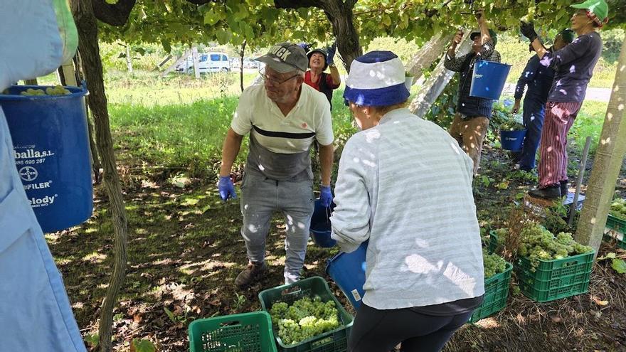 El descenso de la venta de vino impide llegar a los 50 millones de kilos de uva en la DO Rías Baixas