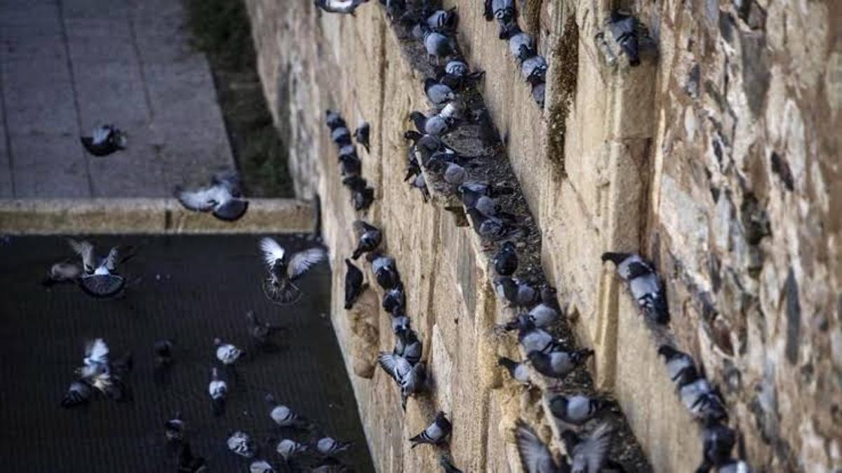 Una multitud de palomas en el Foro de los Balbos de Cáceres.