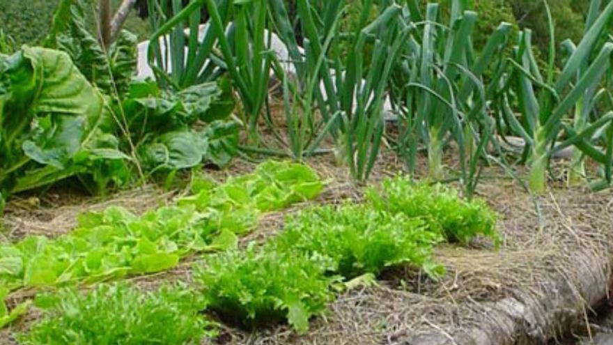 Un hort amb verdures i hortalisses