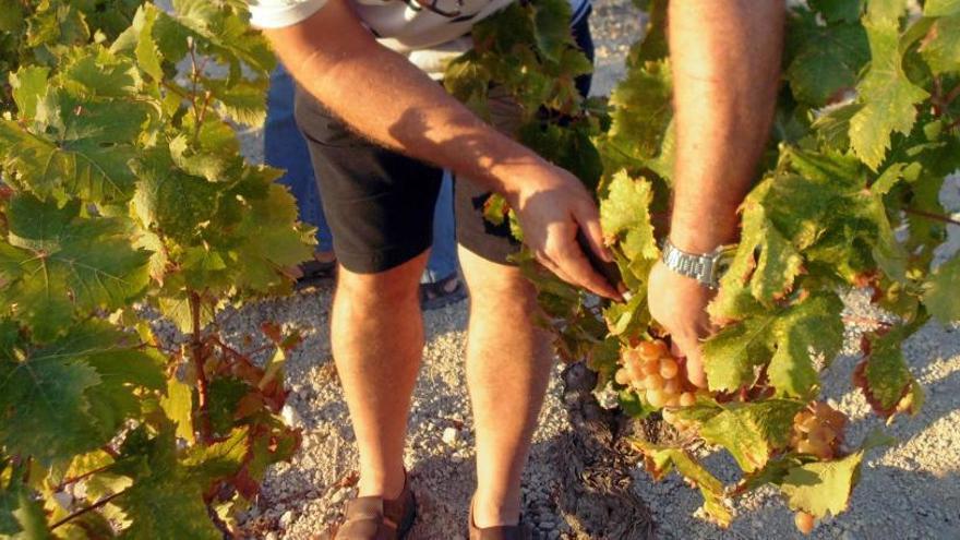 Teulada fumiga por error con un herbicida tóxico viñas del linde con Benitatxell