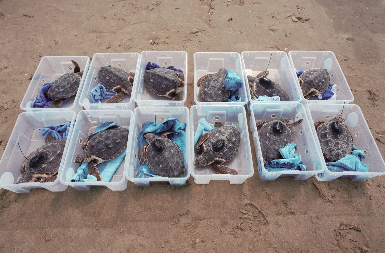 Las doce tortugas marinas del nido de Cullera vuelven al mar