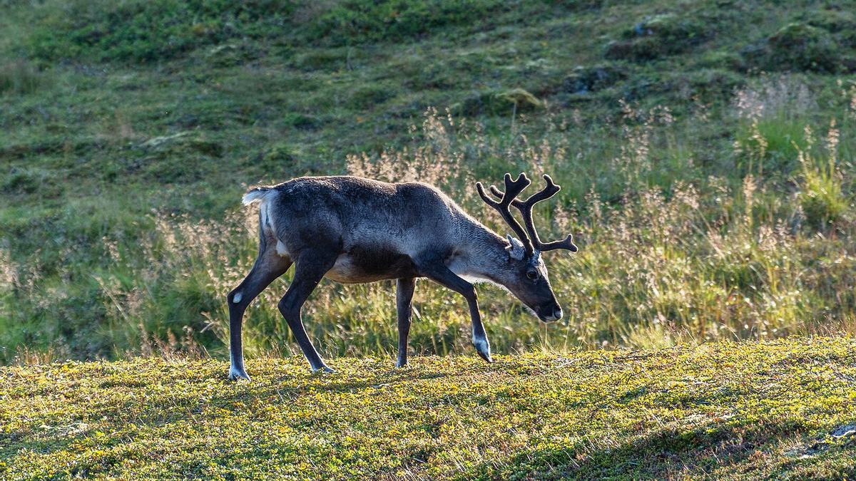 Reno (Rangifer tarandus) en Honningsvåg, Noruega.