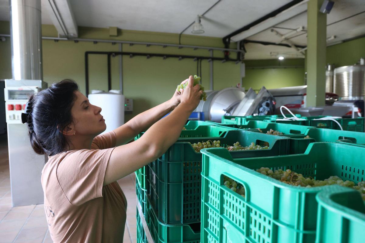 La vendimia en Bodegas Laureatus, en San Martiño de Meis.