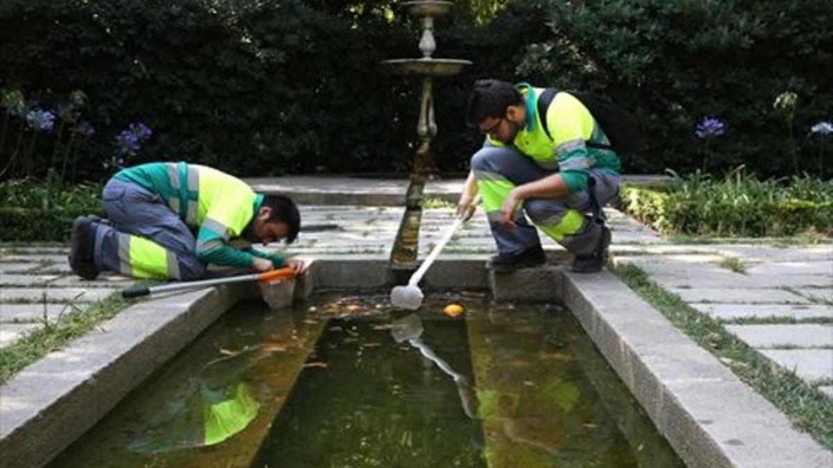 Dos técnicos de la ASPB buscan larvas de mosquito tigre en uno de los estanques de los jardines de la Tamarita, sobre la plaza de John F. Kennedy, en Sant Gervasi, el viernes por la mañana.