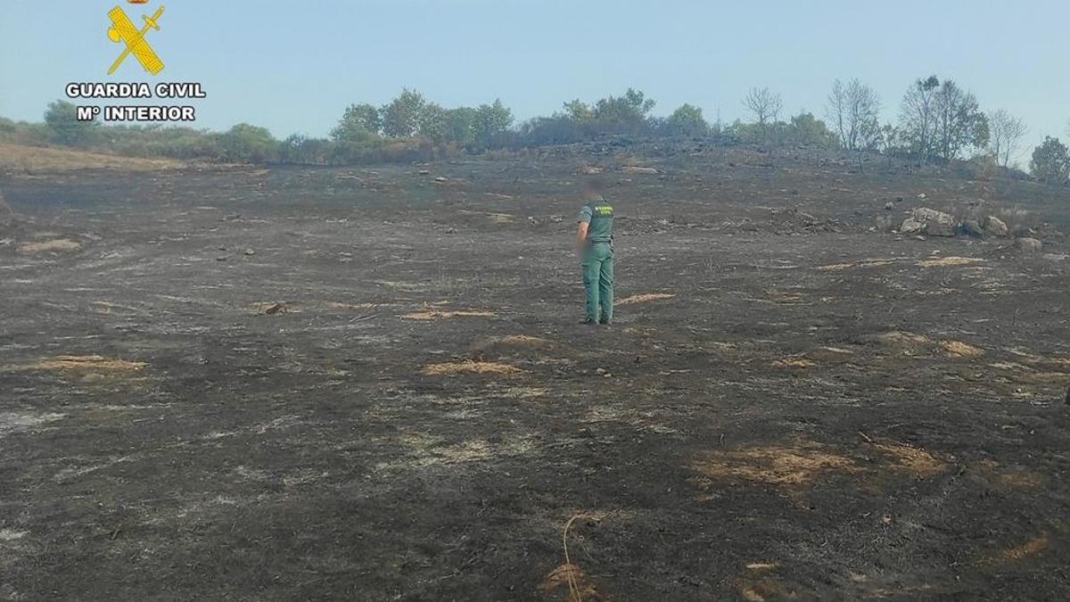 Un agente del Seprona en la zona calcinada en el incendio de Jaraíz.