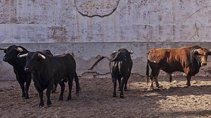 Cuatro de los toros para la corrida de hoy, ya en la plaza de Zamora, ayer.