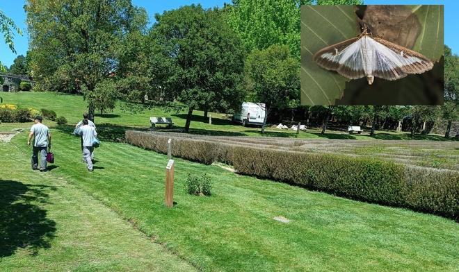 Setos de boj afectados en los jardines del Pazo da Peregrina de Ames por la polilla del boj  Cydalima perspectalis