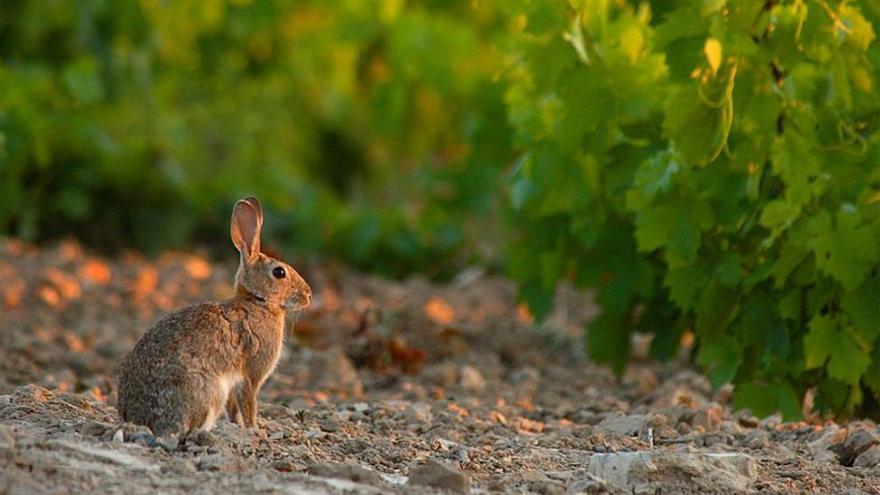 La Junta niega que haya permitido cazar conejos en cotos con cebos envenenados