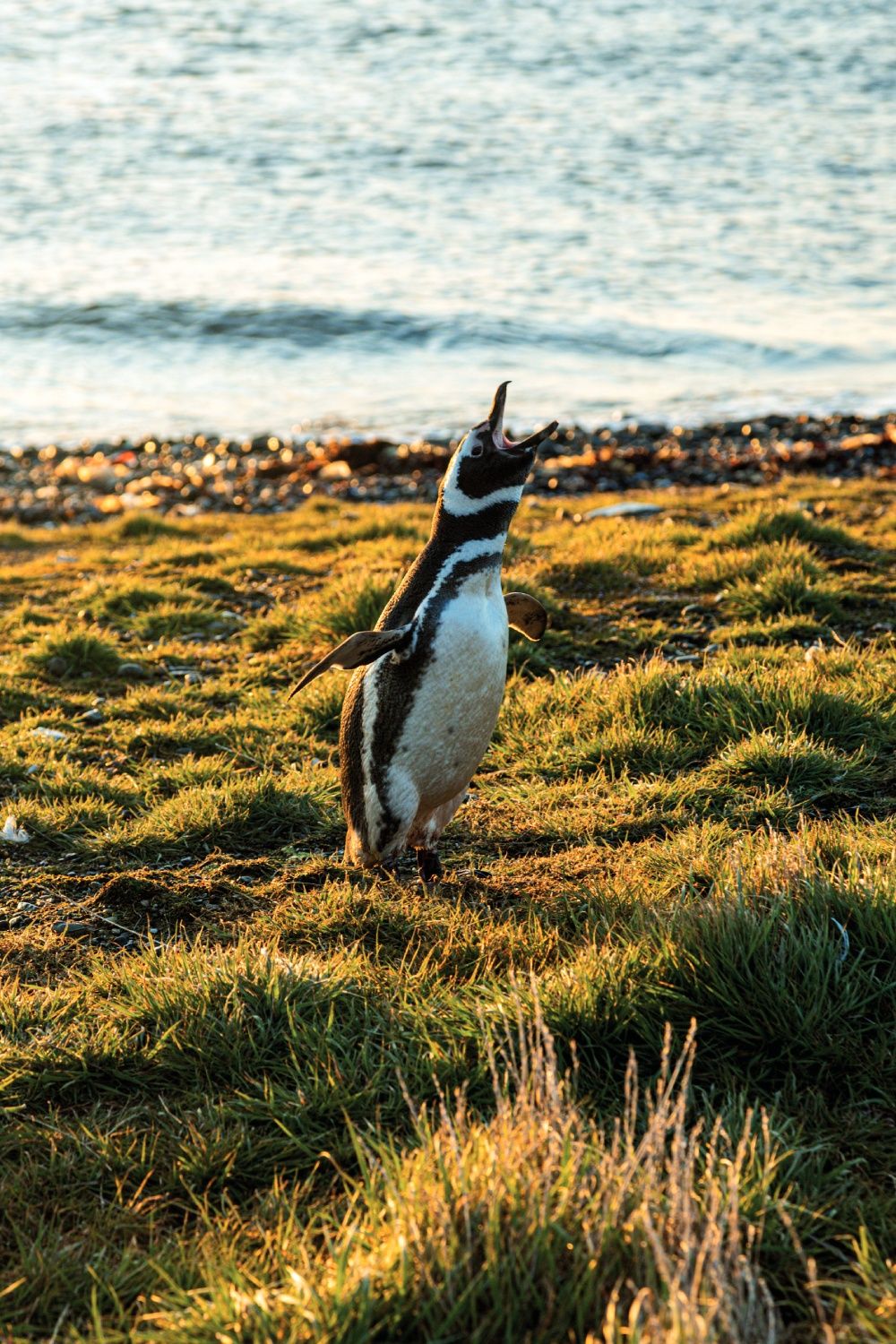 Un pingüino magallánico en isla Magdalena.