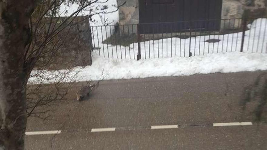 Un tejón camina por la carretera en el pueblo de Ribadelago. A la derecha, travesía de Ribadelago en la mañana de ayer.