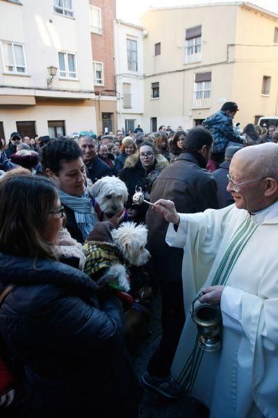 Los perros gobiernan por san Antón en Zamora