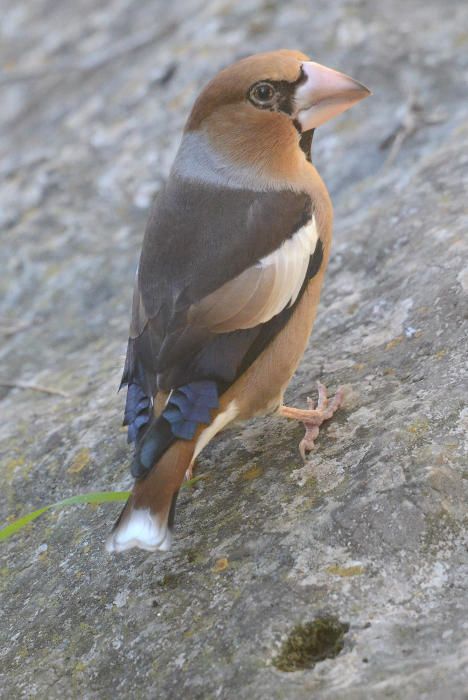 Vögel auf Mallorca