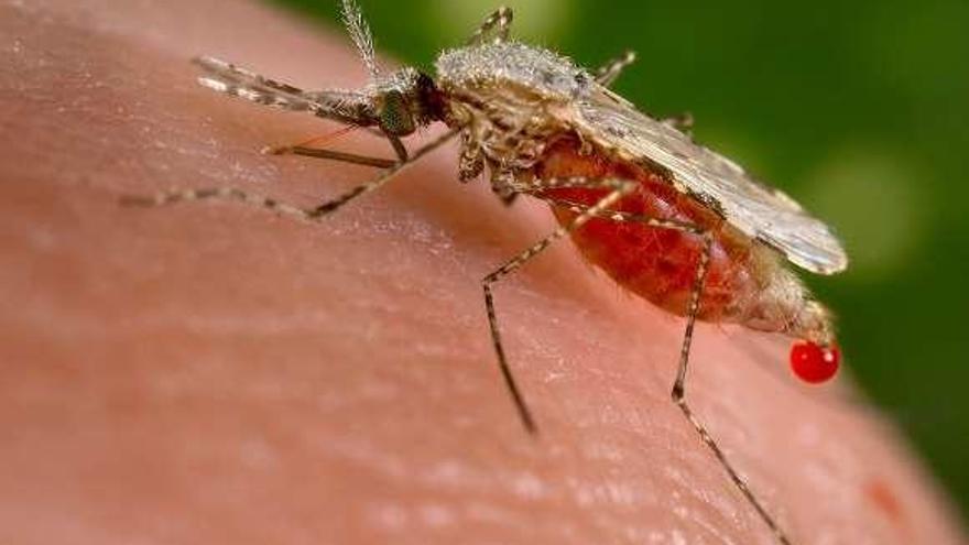 ¿Un infectado de malaria dentro del Chuvi?