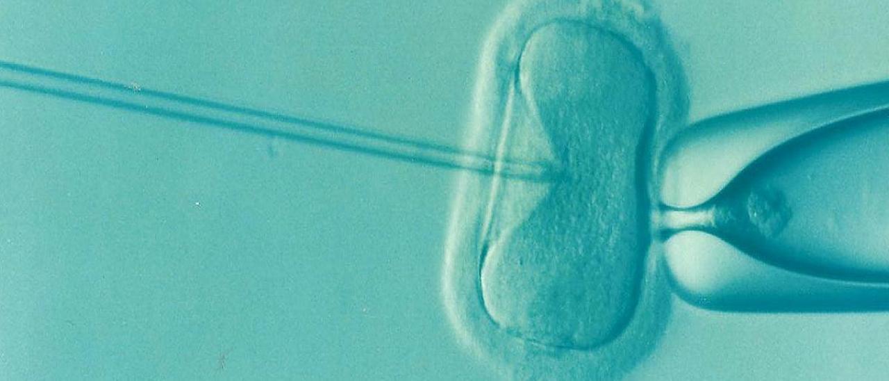 Alrededor del 23% de las mujeres que se somete a técnicas de fertilización in vitro tiene sobrepeso u obesidad.