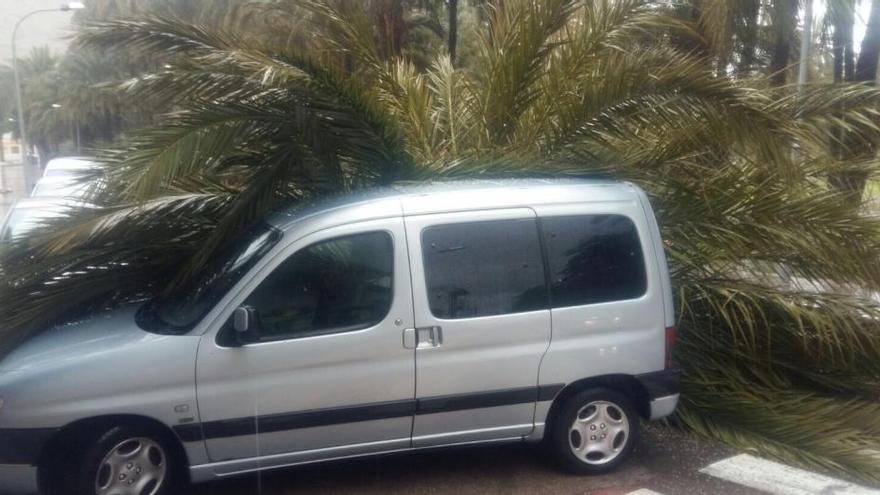 El viento derriba otra palmera y daña un vehículo en el barrio de San Antón