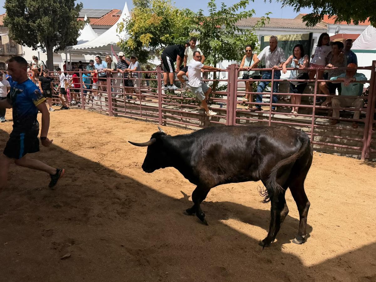 Comienzan los encierros de vacas bravas en la localidad de Alcaracejos: intensidad y emoción en las calles