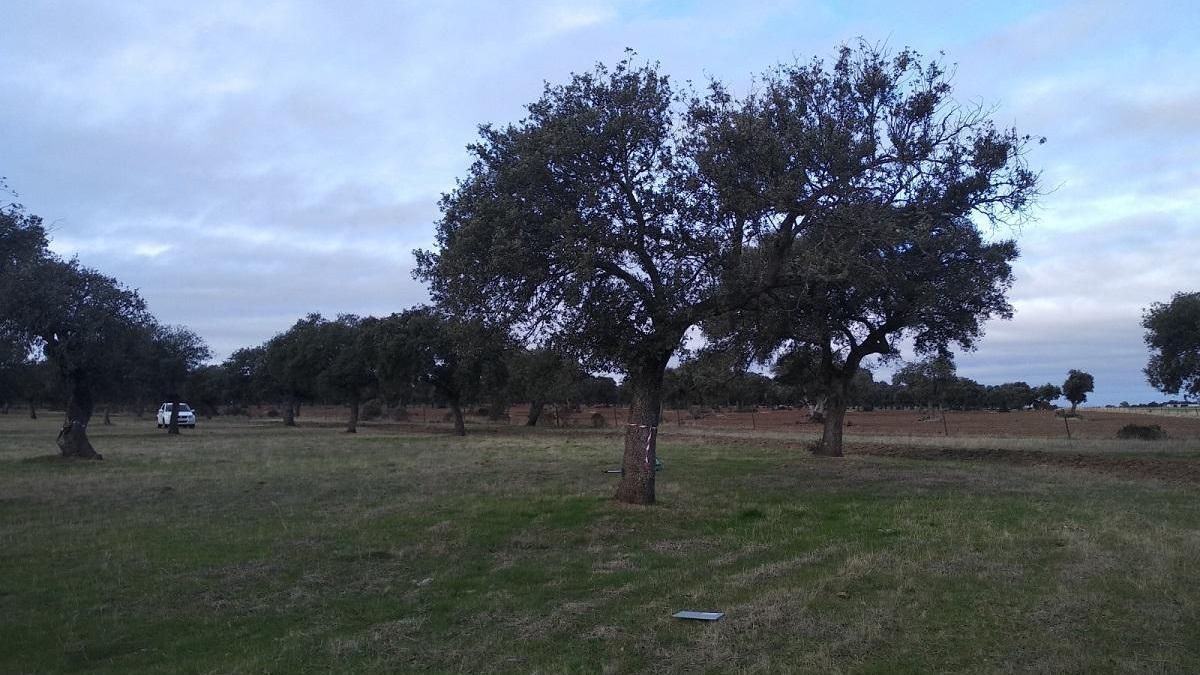 La Junta avanza en el control y prevención de la seca en la dehesa de Córdoba